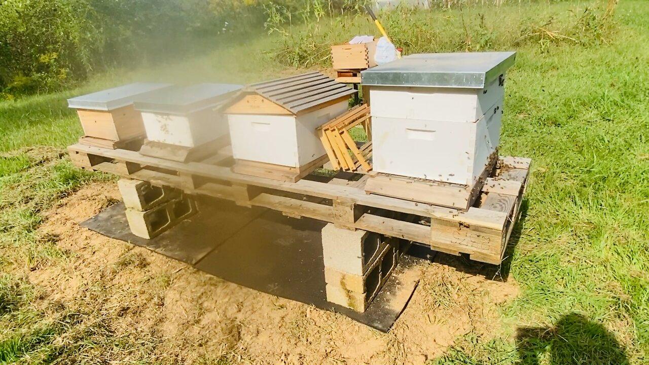 Apiary Tear down & relocation explanation