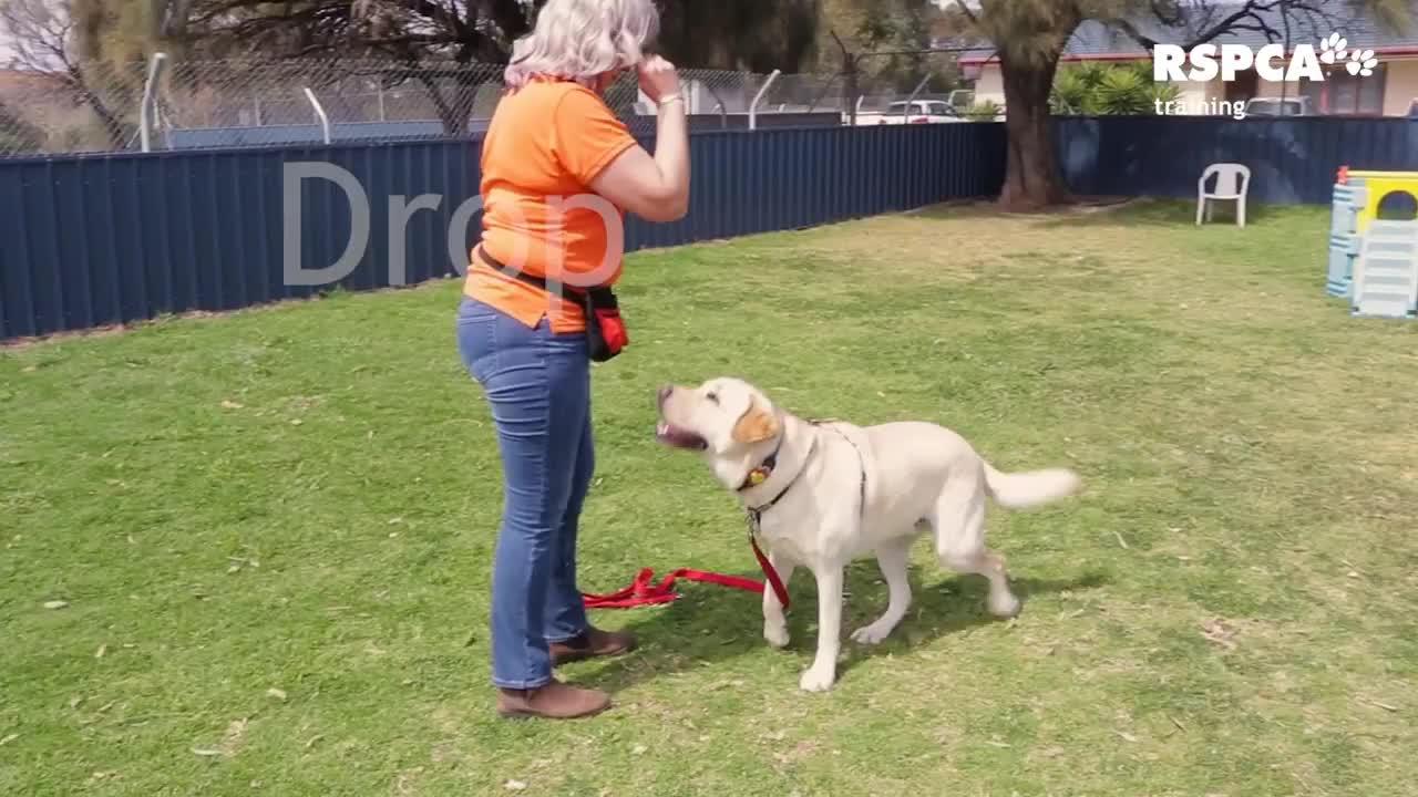 FREE DOG TRAINING SERIES - Lesson T: how to teach your dog to sit and drop