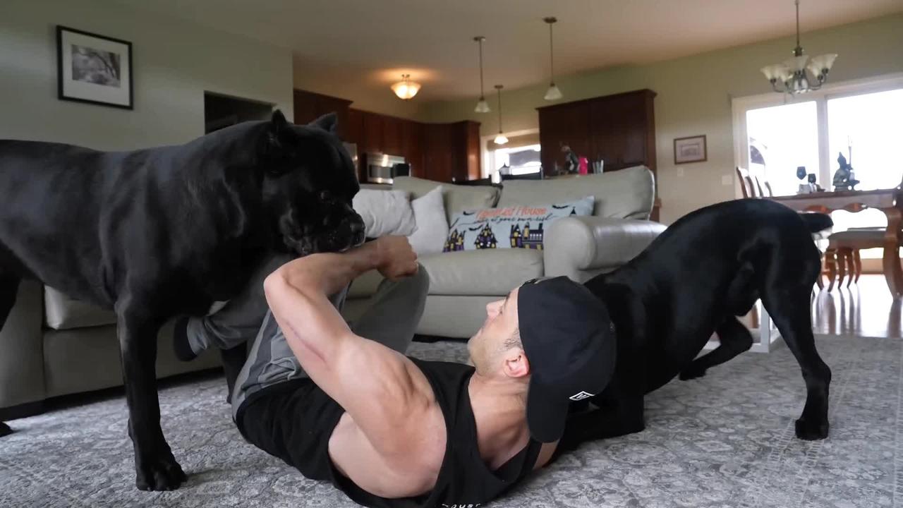 My Dog Attacked Me On Purpose - Cane Corso Training