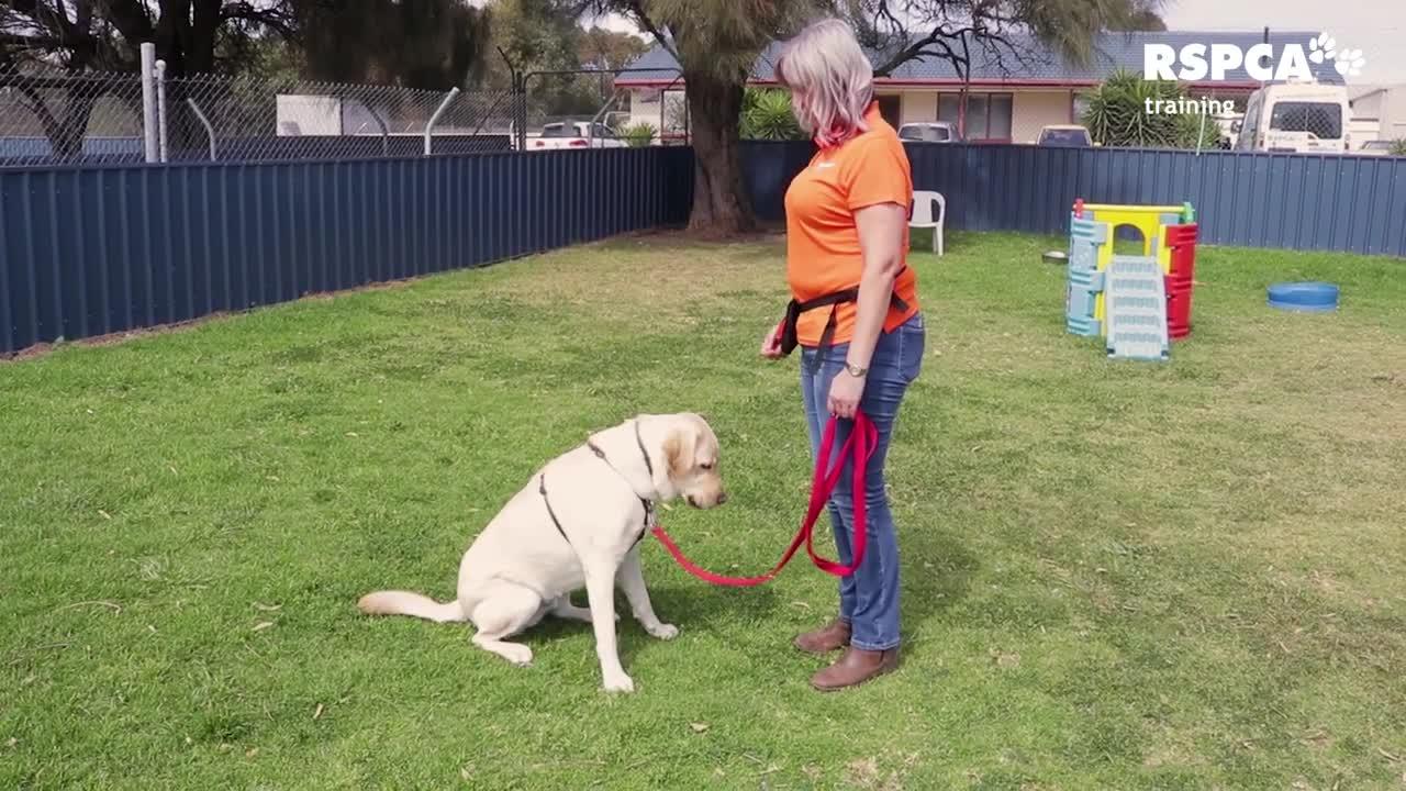 FREE DOG TRAINING  SERIES - Lesson 1: how to  teach your dog to sit and  drop