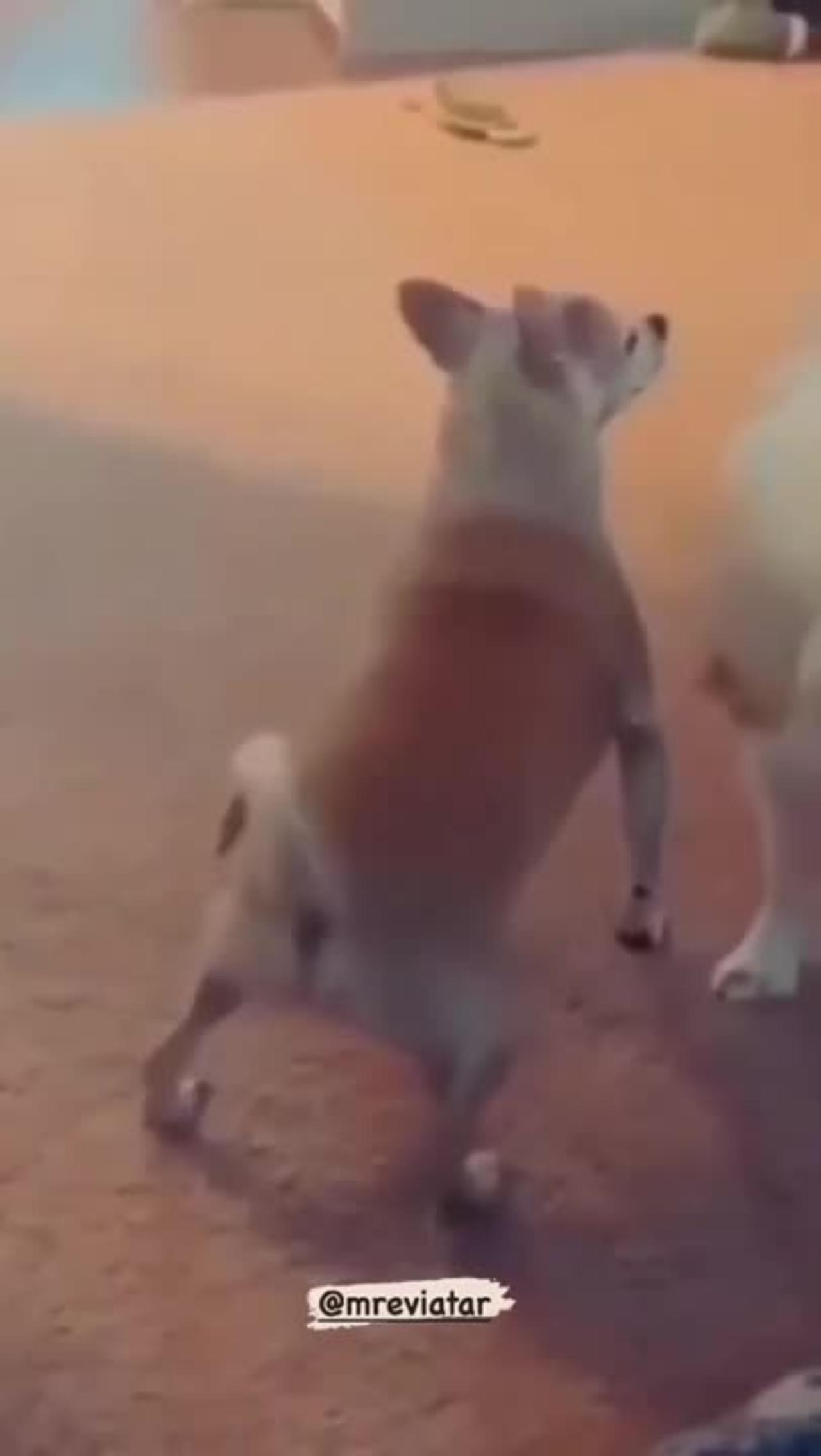 Funny Tik Tok Video of animals