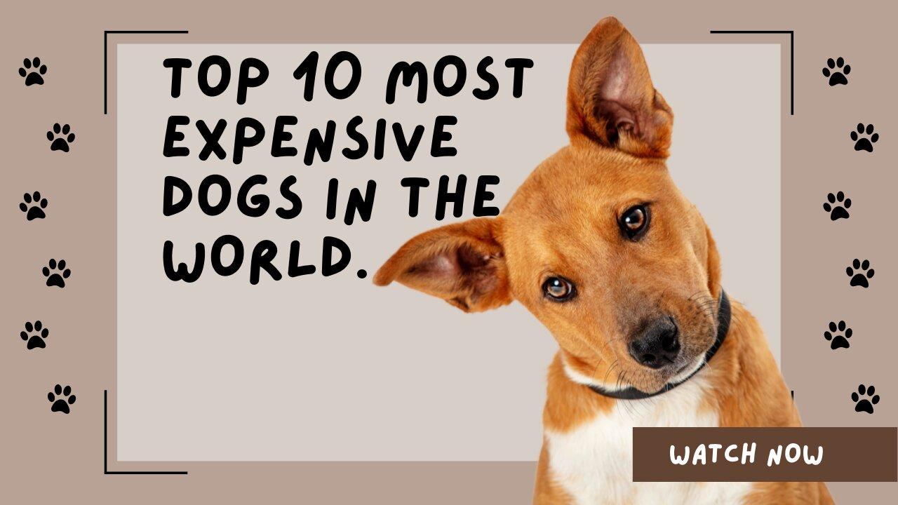 Top 10 most Expensive Dogs in the world.