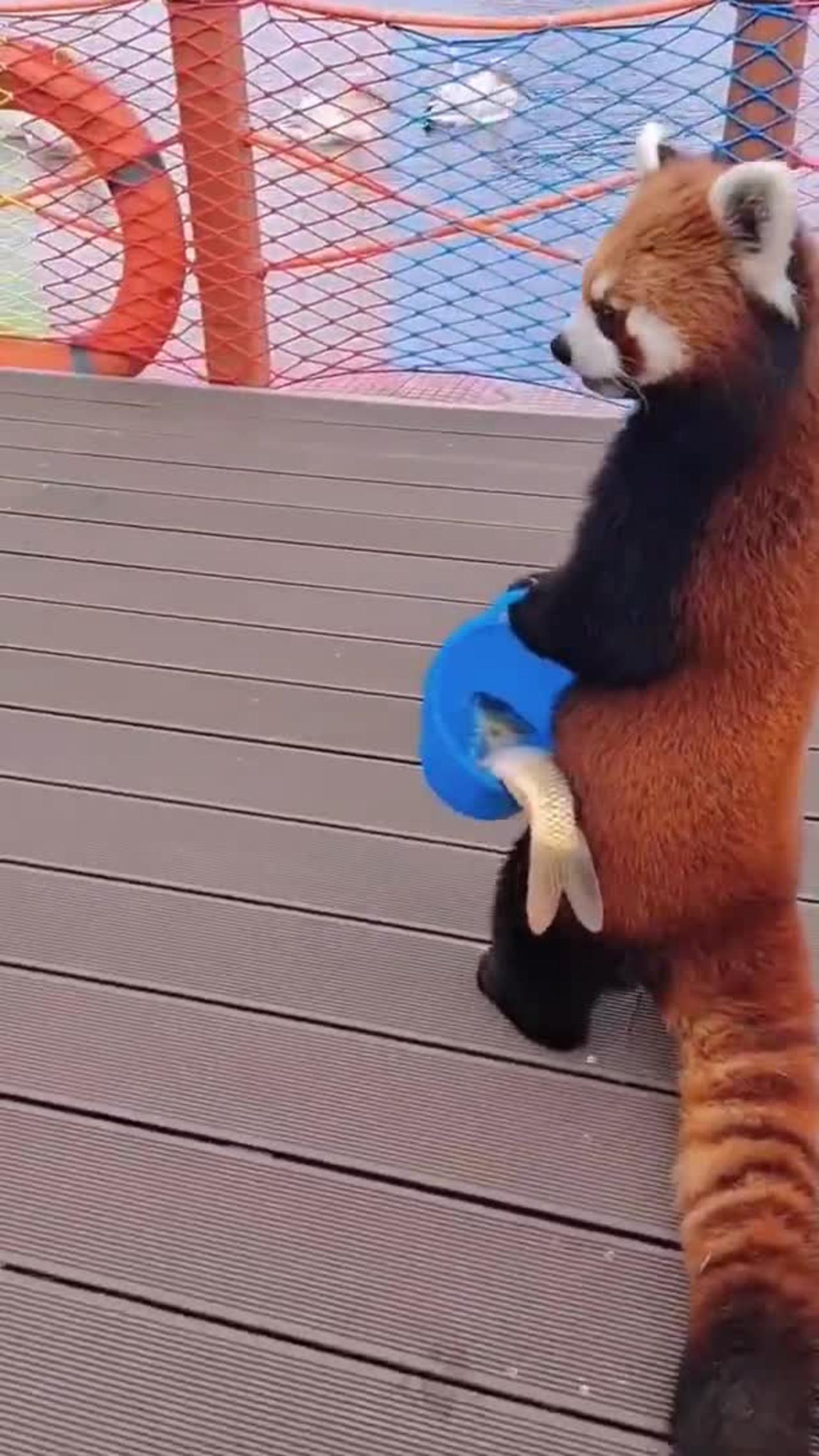 Funniest animals Wonderful cute Animals Videos