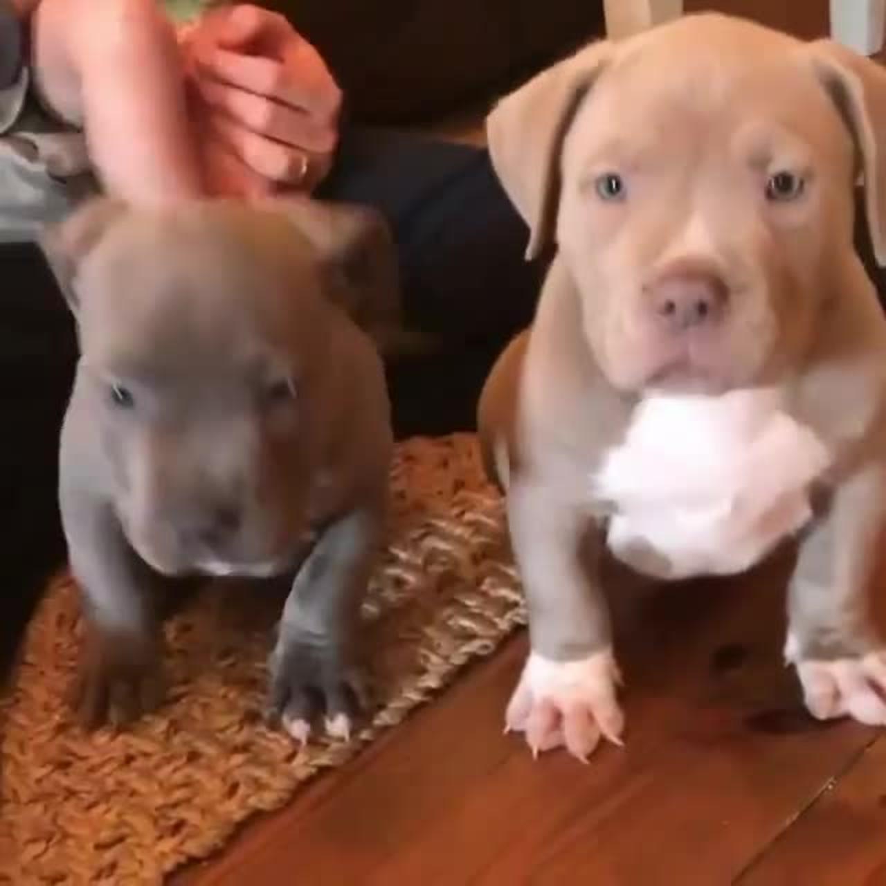 Two cute dogs.