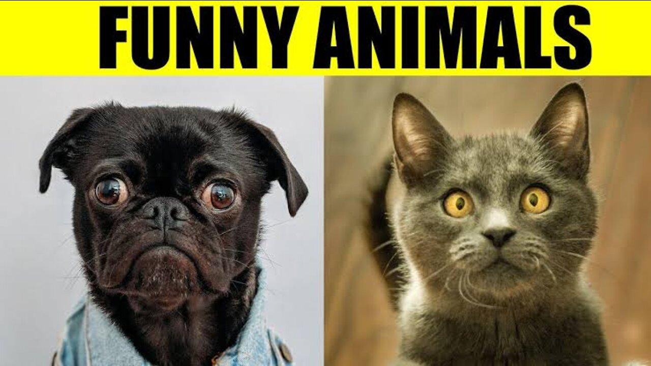 Funny Animal Videos Funny Animal Videos 2022 😂 Try not to laugh Funniest Cats And Dogs Videos 😺😍 #01