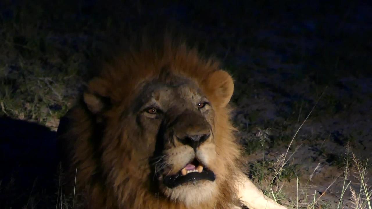 Lion Roaring - Thornybush (Kruger National Park)