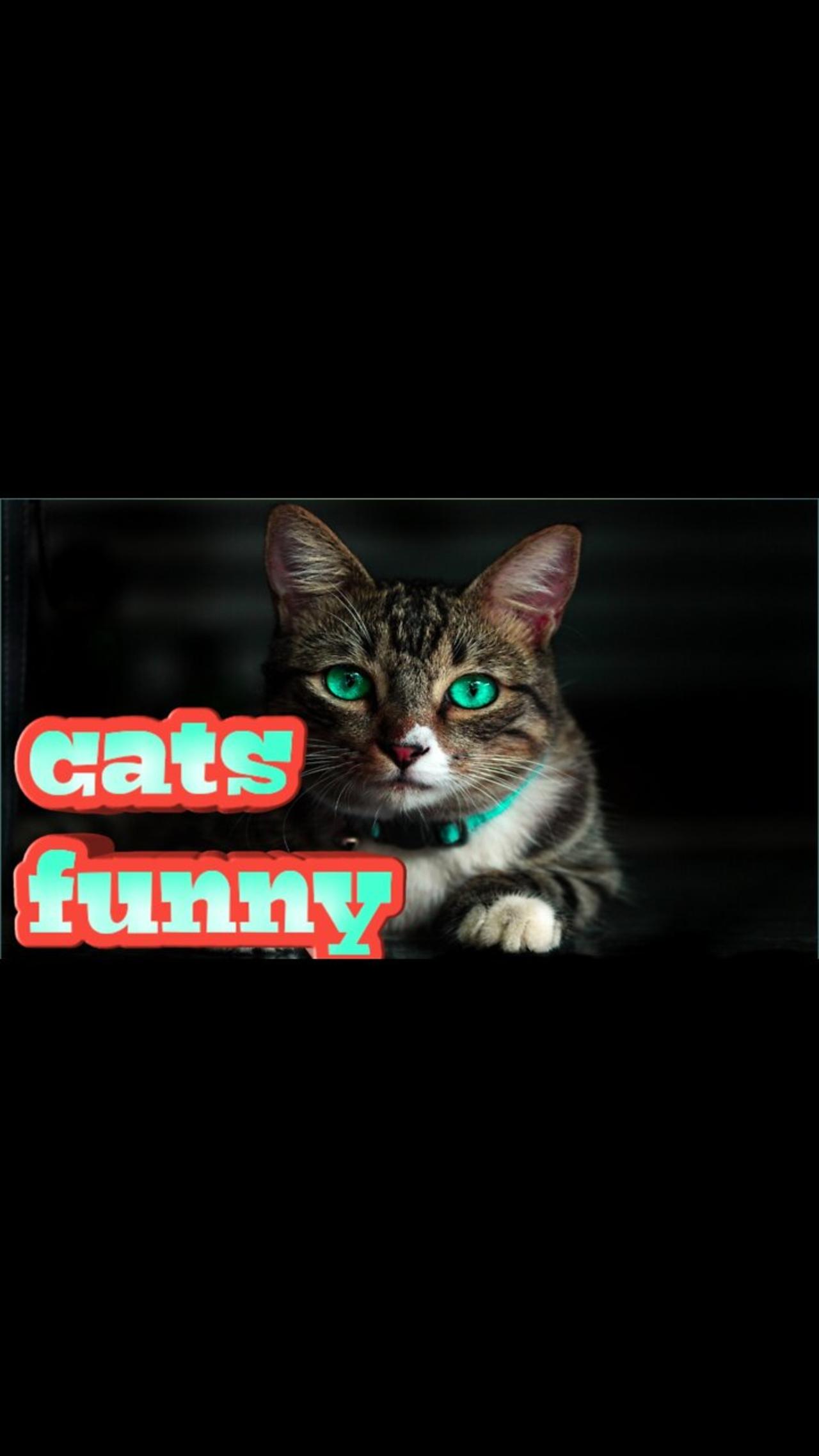 Cute cats funny moments video!