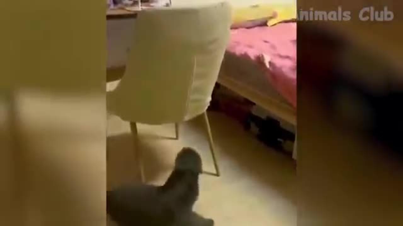 Funny Animal Videos 2022 -- - Best Dogs And Cats Videos