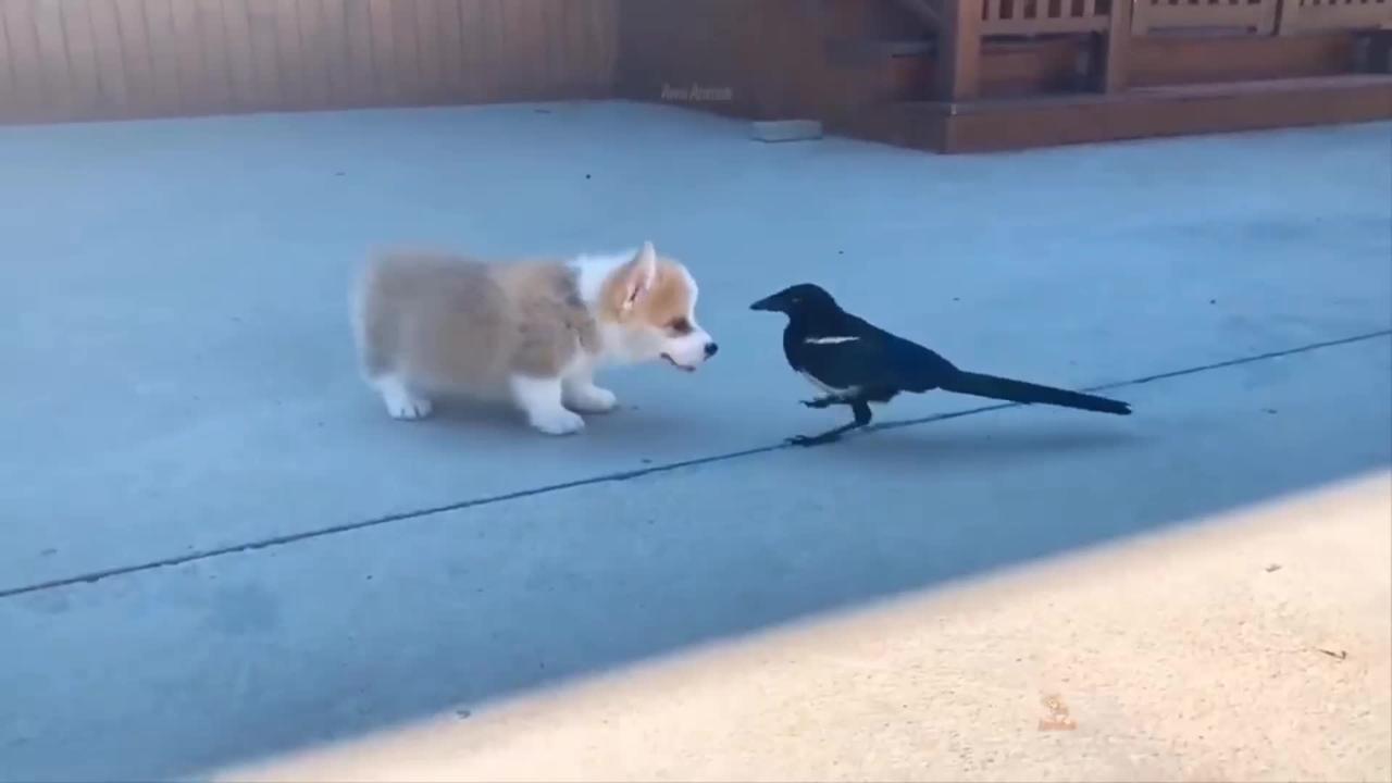 Dogs and crow funny video US