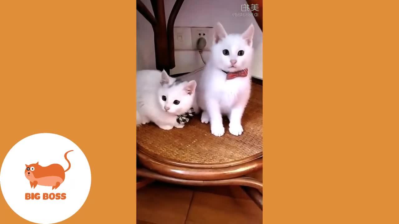 Cute Dogs and Cats | Funny Cats and Dogs Videos Compilation