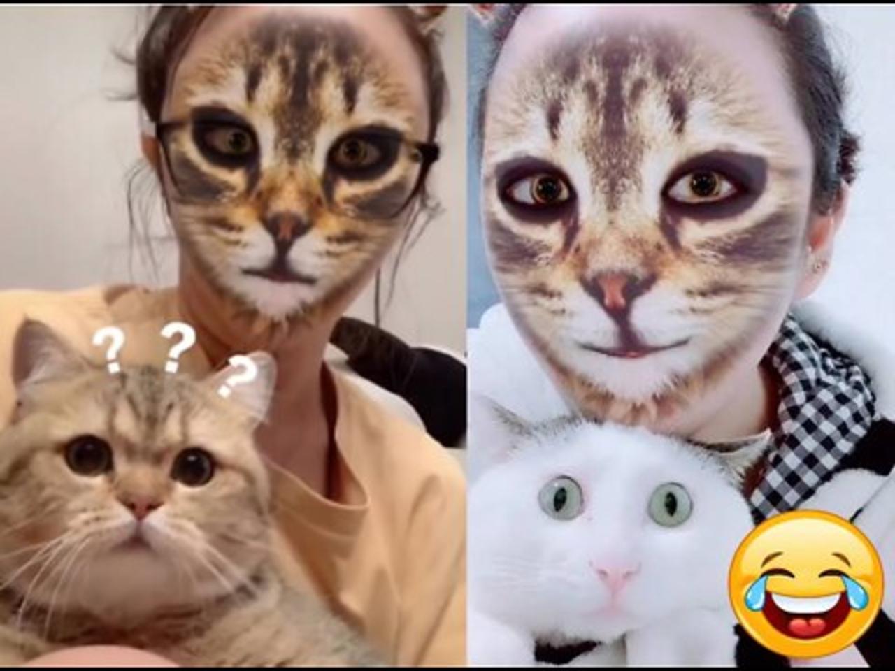 Cats Reaction with Cat Filter - 😂 Funny Video 😂 - Try not to laugh