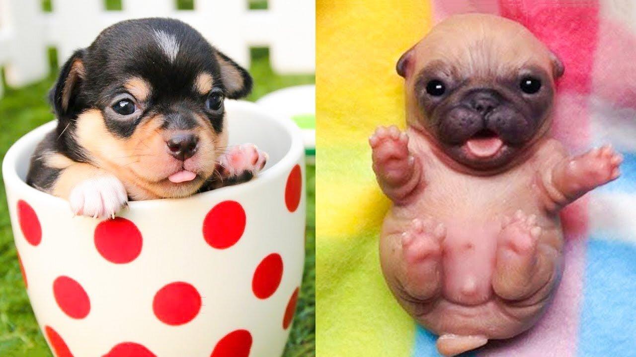 Baby Dogs - Cute and Funny Dog Videos Compilation #51 - Aww Animals