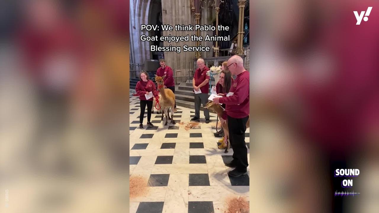 Footage of singing goat goes viral
