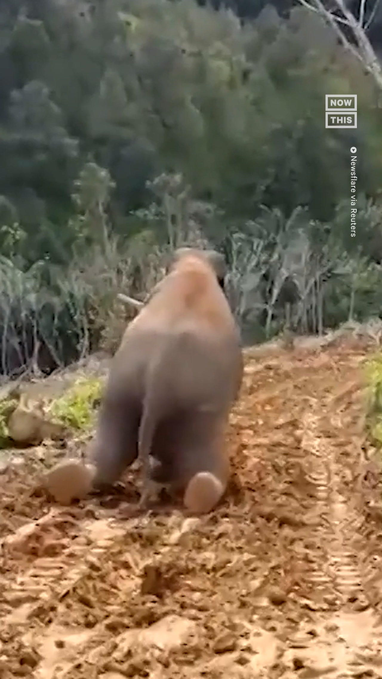 Elephant Has Some Fun in the Mud After Rainstorm
