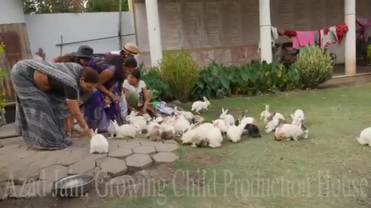Cute Animal Rabbits as PsFarming in India - Indian Rabbit - ढेर सारे खरगोश_Cut