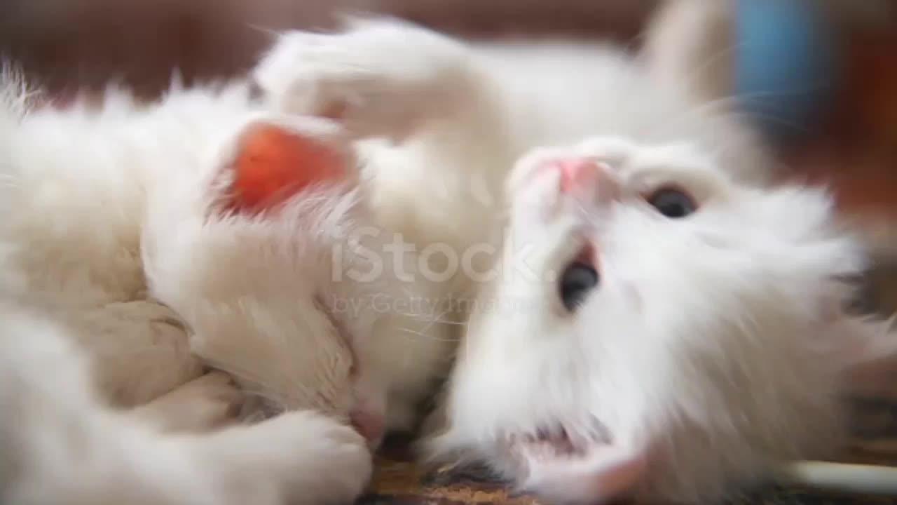 Adorable cats compilation- most beautiful cats in the world -just kid