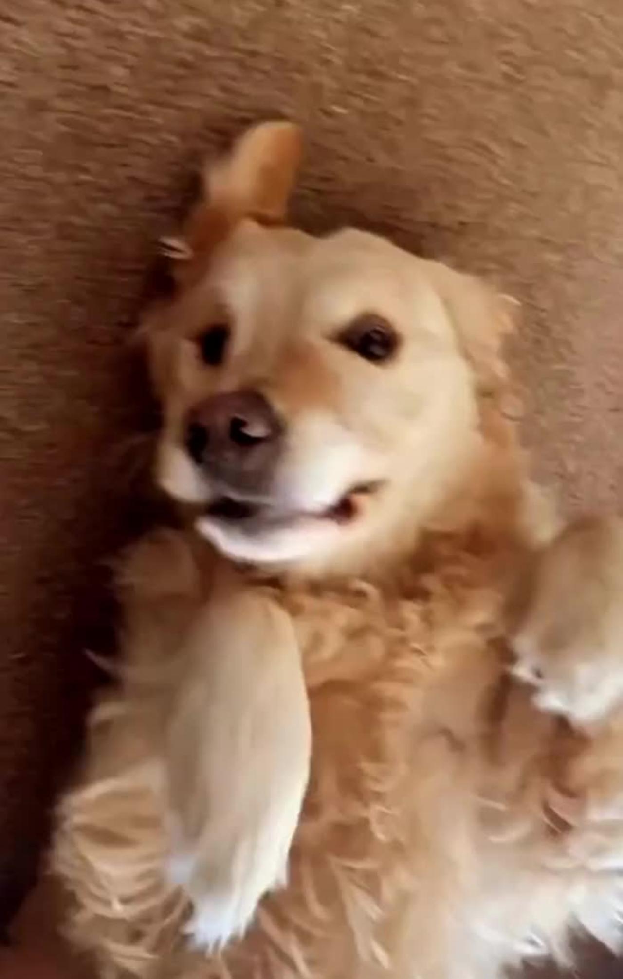 My Golden Retriever Puppy Has Lots of Cute Moments Like These