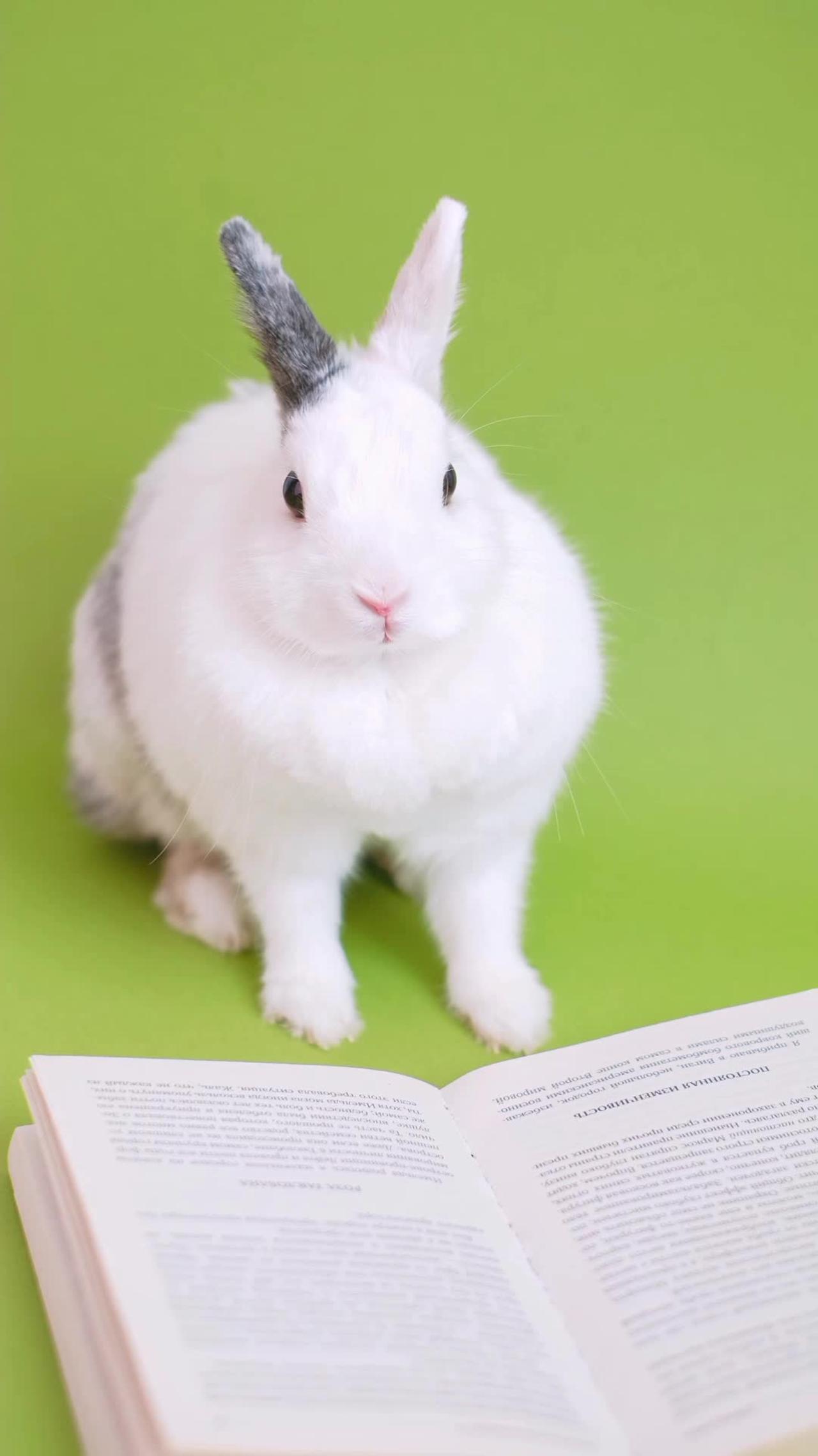 Animal sound(Rabbit) rabbit sound effect