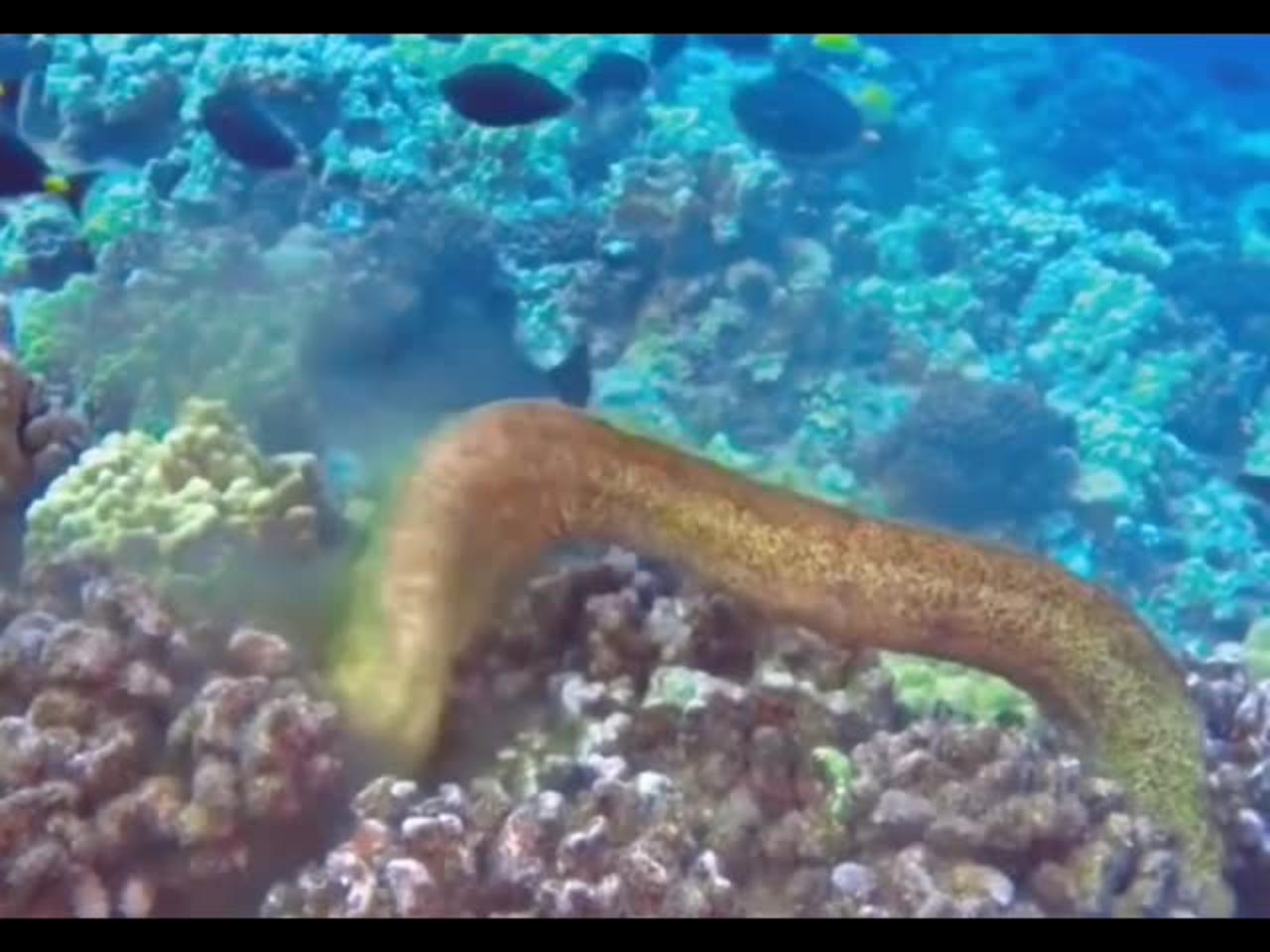 Is this a moray eel feeding on an octopus?