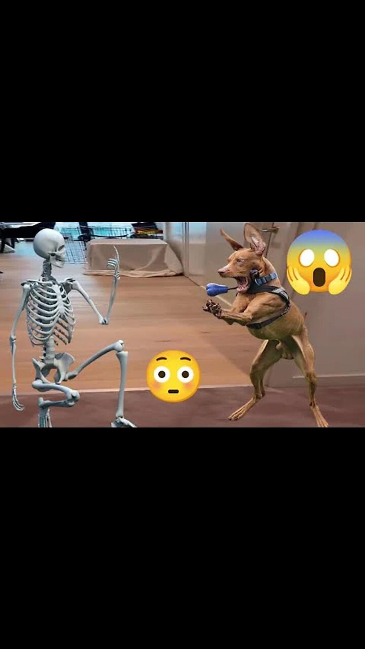 Scarry Dog l mama help me l  Funny Animals Videos2022