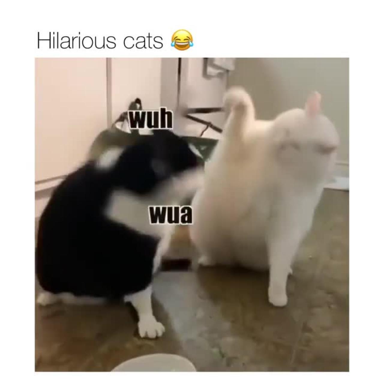 Cat funny video part-86
