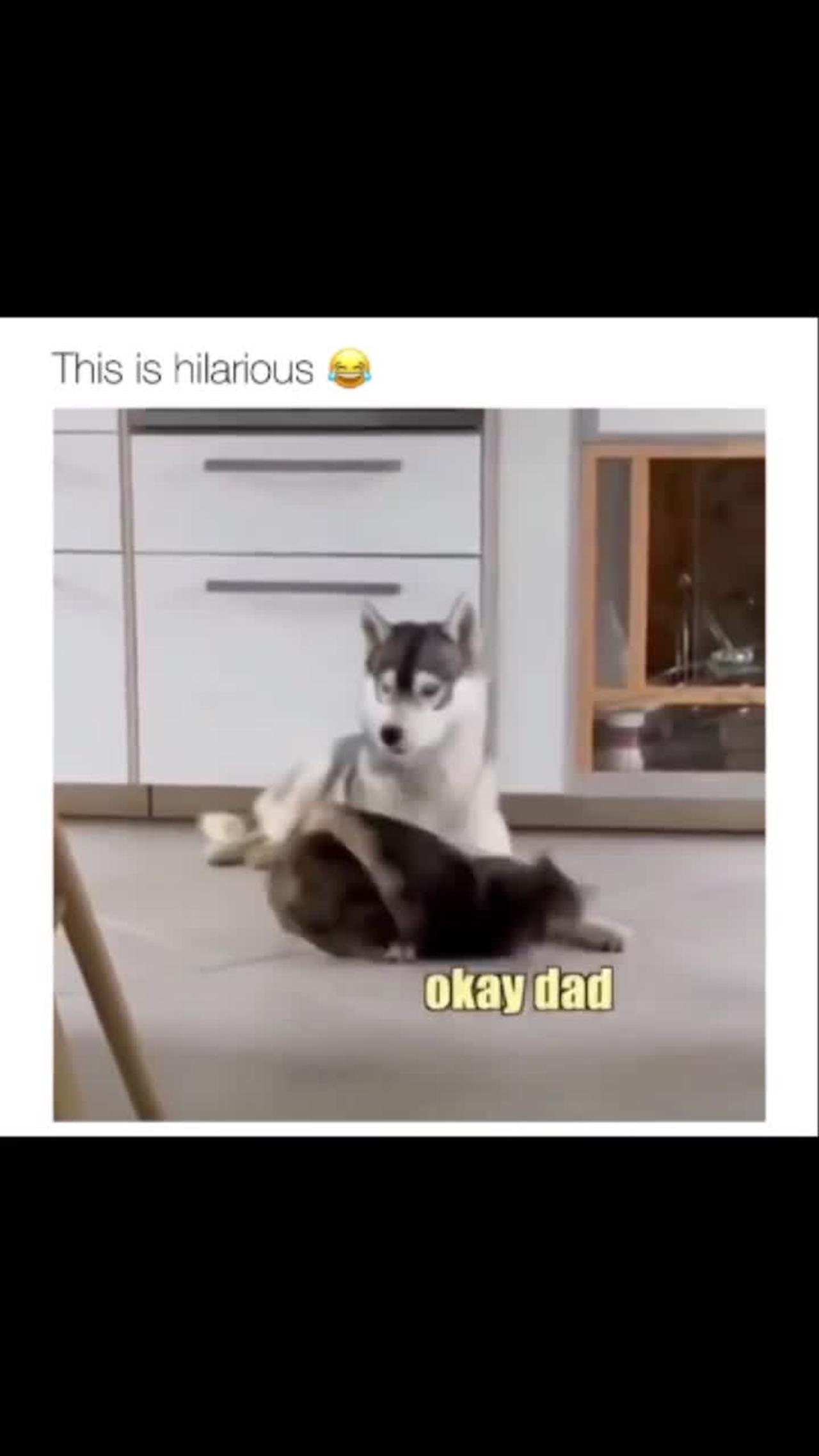 Cat funny video part-87