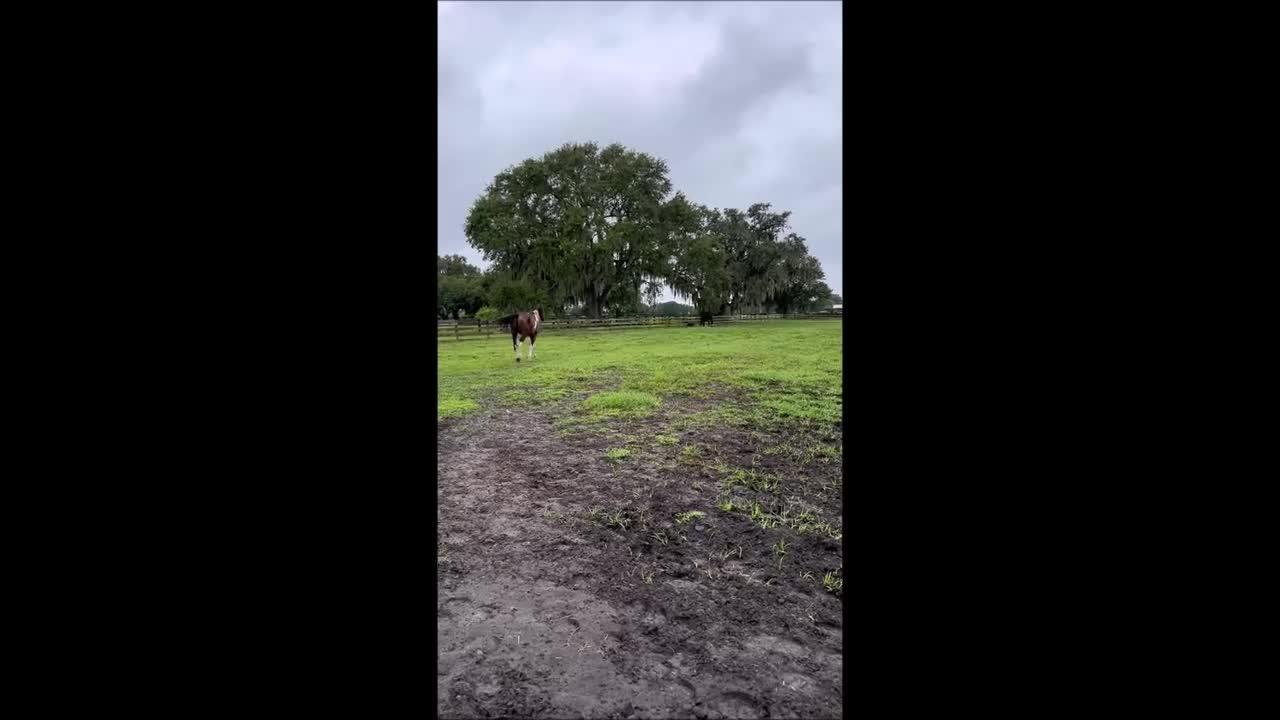 Woman Braids Contact Info into Horse's Mane Ahead of Hurricane Ian