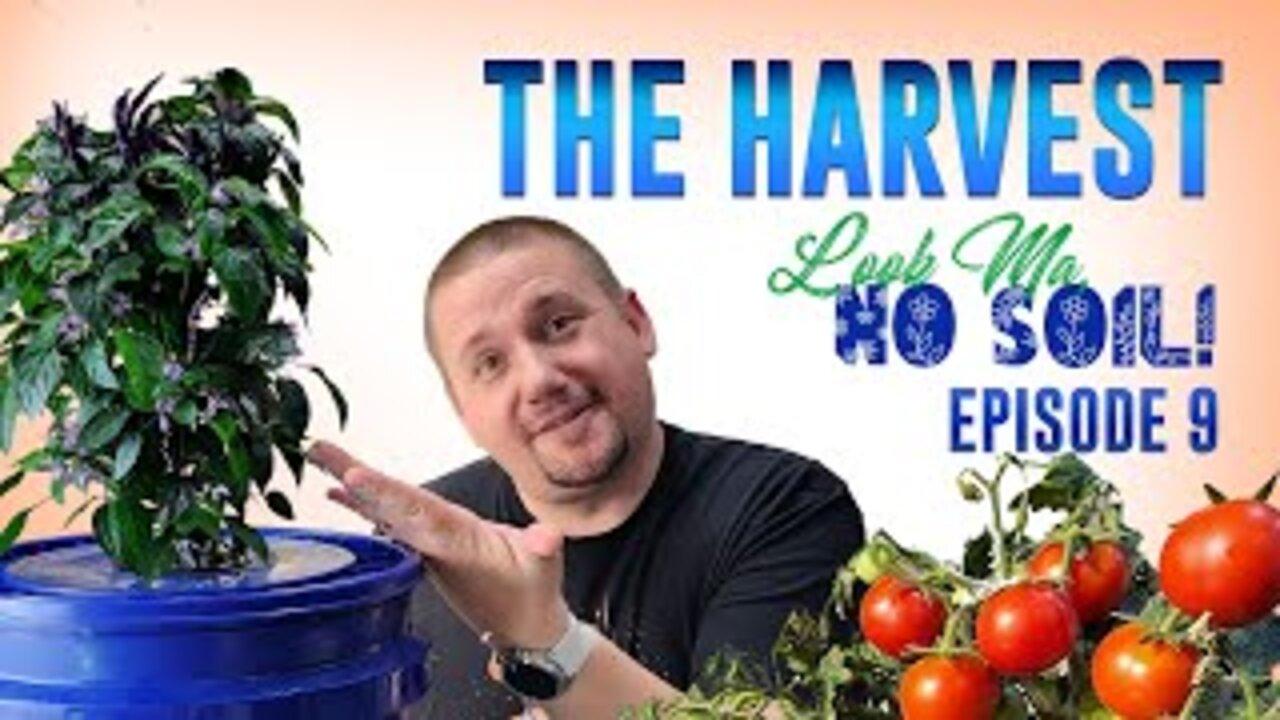 Harvesting HYDROPONICS - Grow Food Indoors in LESS TIME!