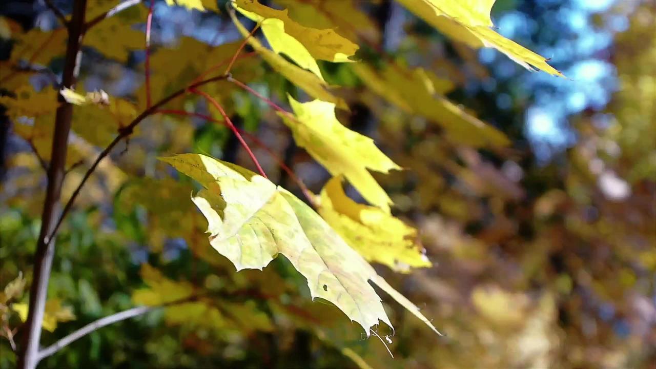 Light Autumn Breeze Through Leaves | Relaxing Nature Sounds For Deep Sleep & Stress Relief | 1 Hour