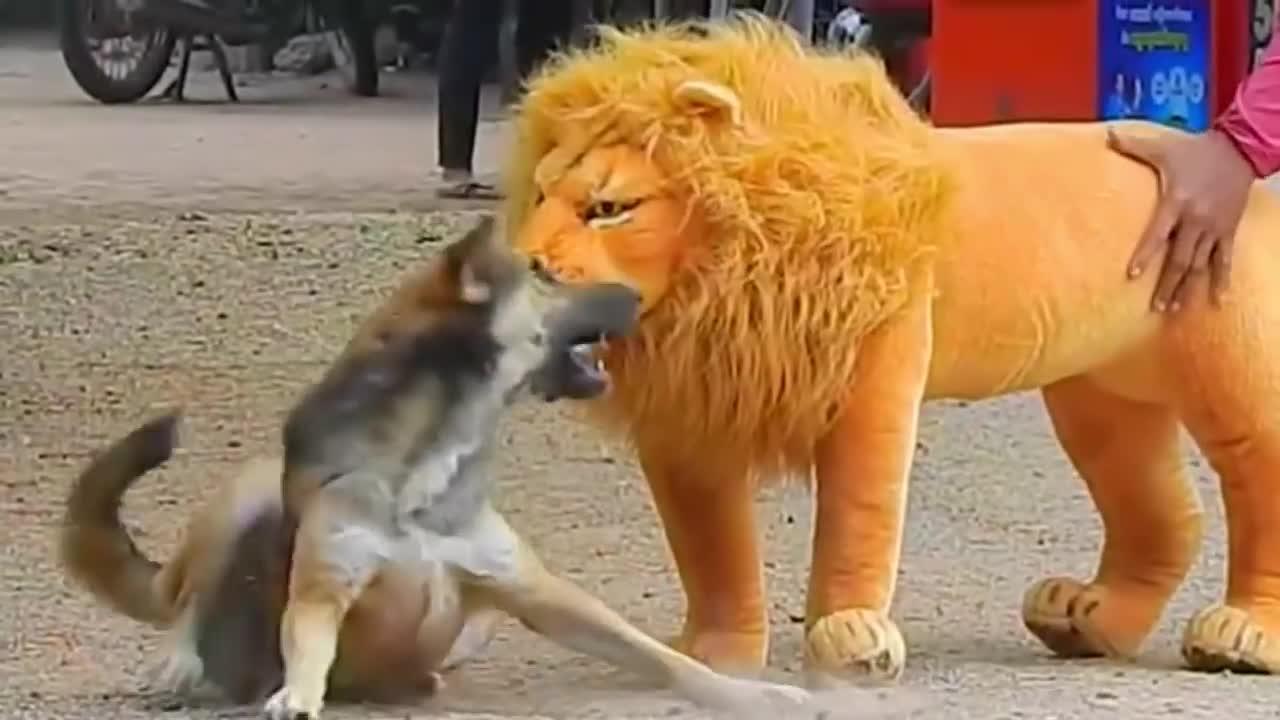 Troll Prank Dog Funny and Funny Lion and fake tiger prank to dog and huge box pank to dog