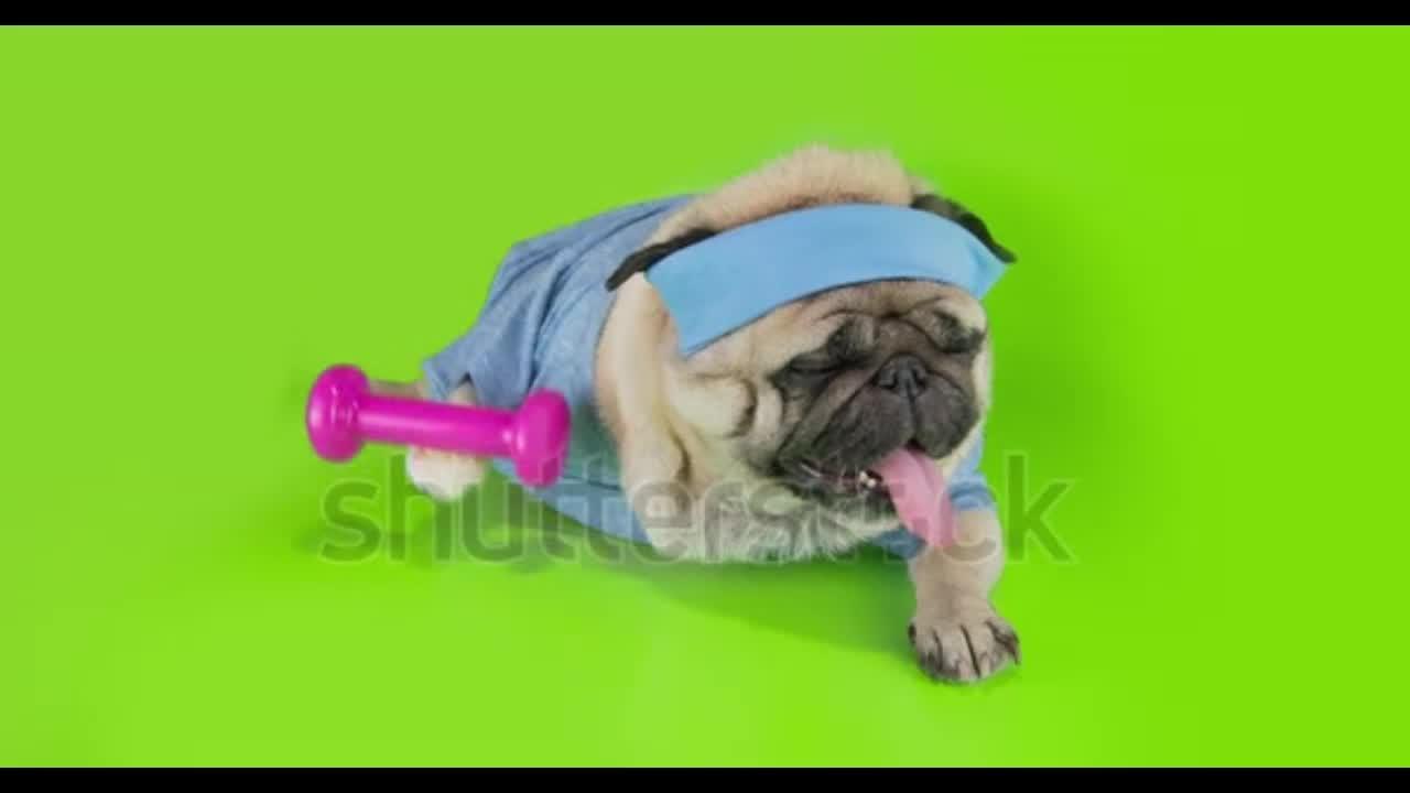 Exercise MUSCLE training tips that will get your dog SWOLE, Funny dog video