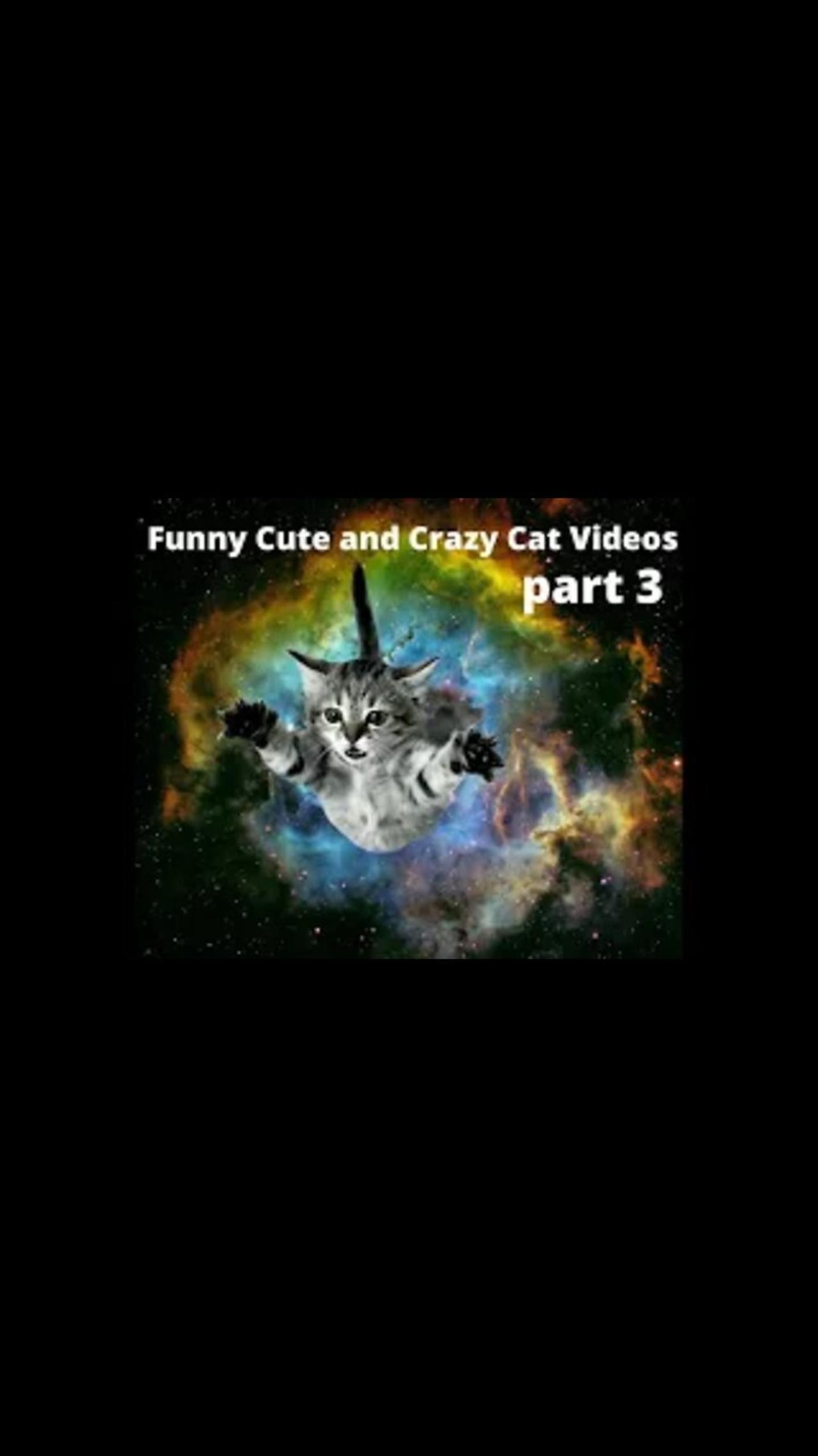 Funny Cute and Crazy Cat Videos Compilation part 3 for Oktober 2022 #short