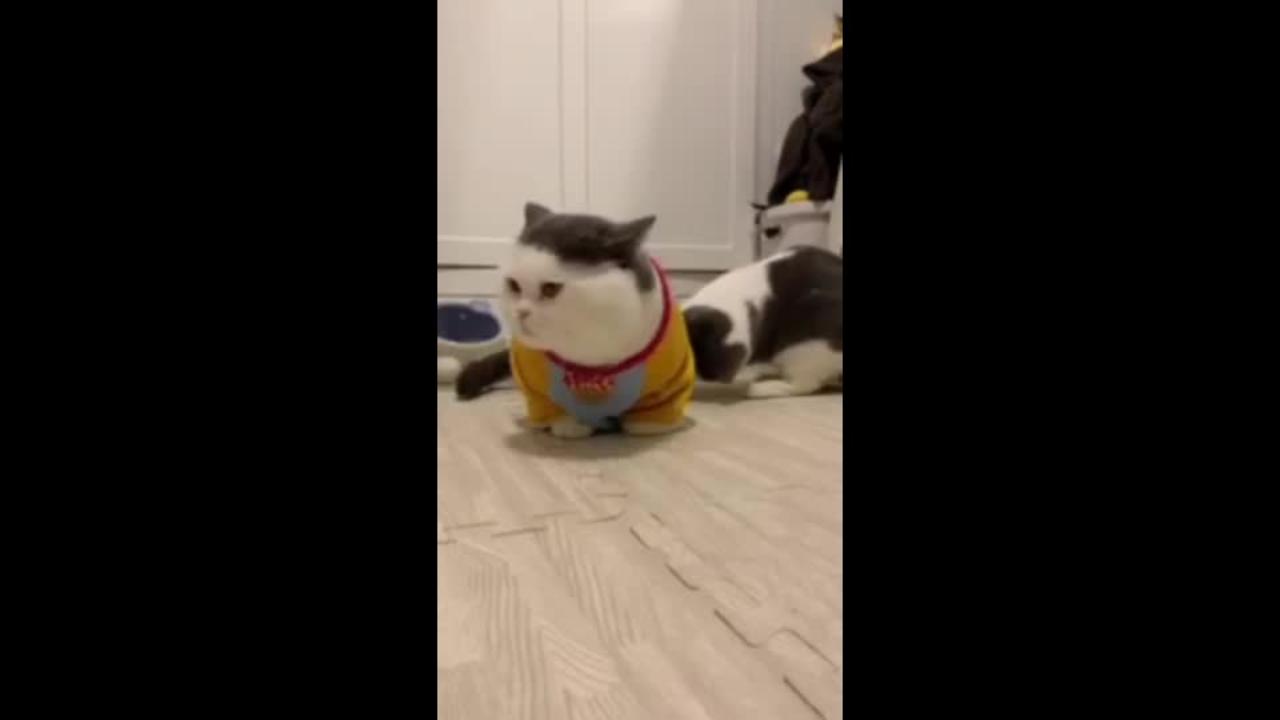 cat | funny cat videos | funny cat and dog videos