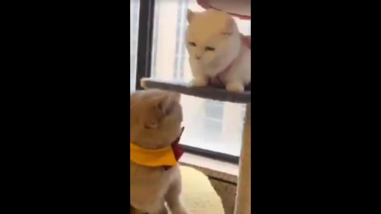 funny cat videos | cute cat video | funny cats and dogs🐶😻-Aarzoo