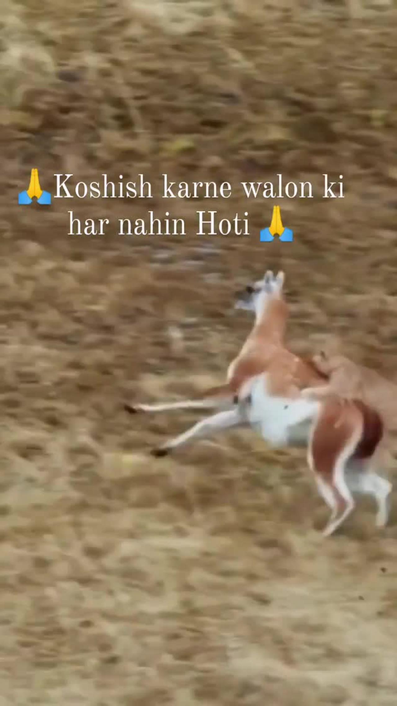 Best animal video on internet