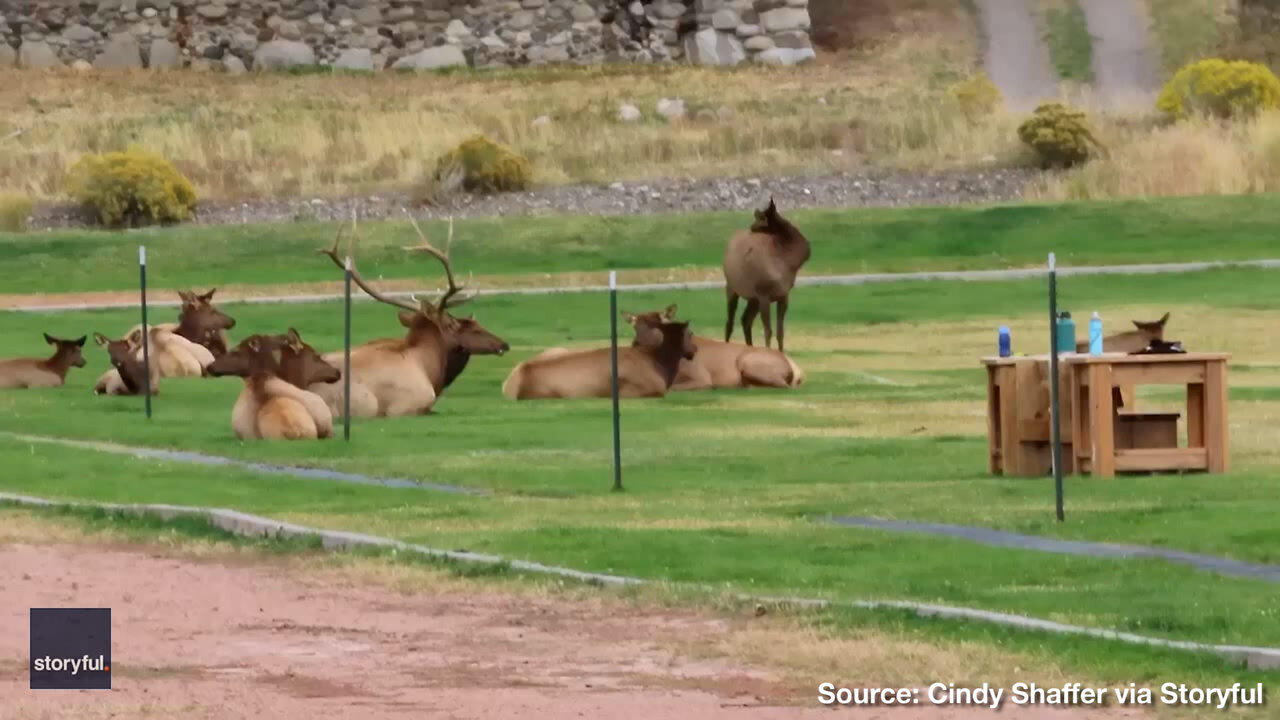 BEAST MODE! — Elk Herd Takes Over Sidelines of High School Football Field