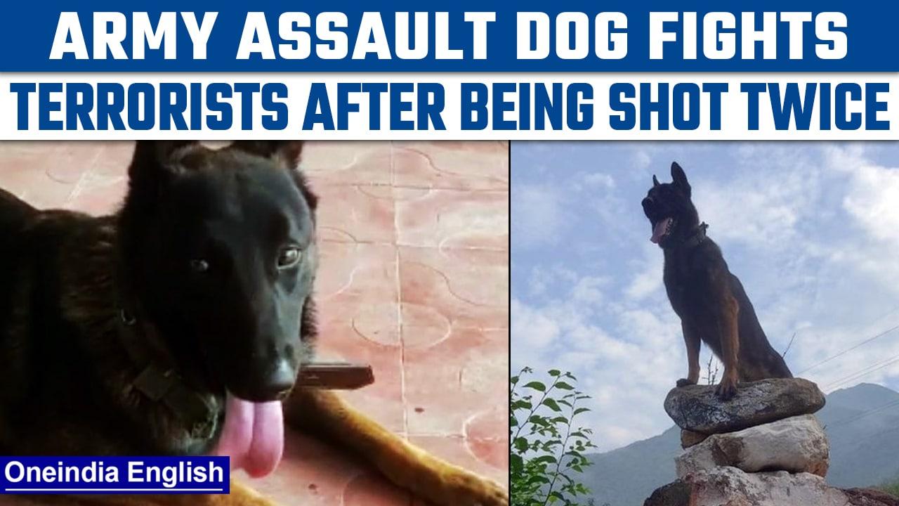 Kashmir: Army assault dog fights off terrorists despite being shot twice | Oneindia News *News