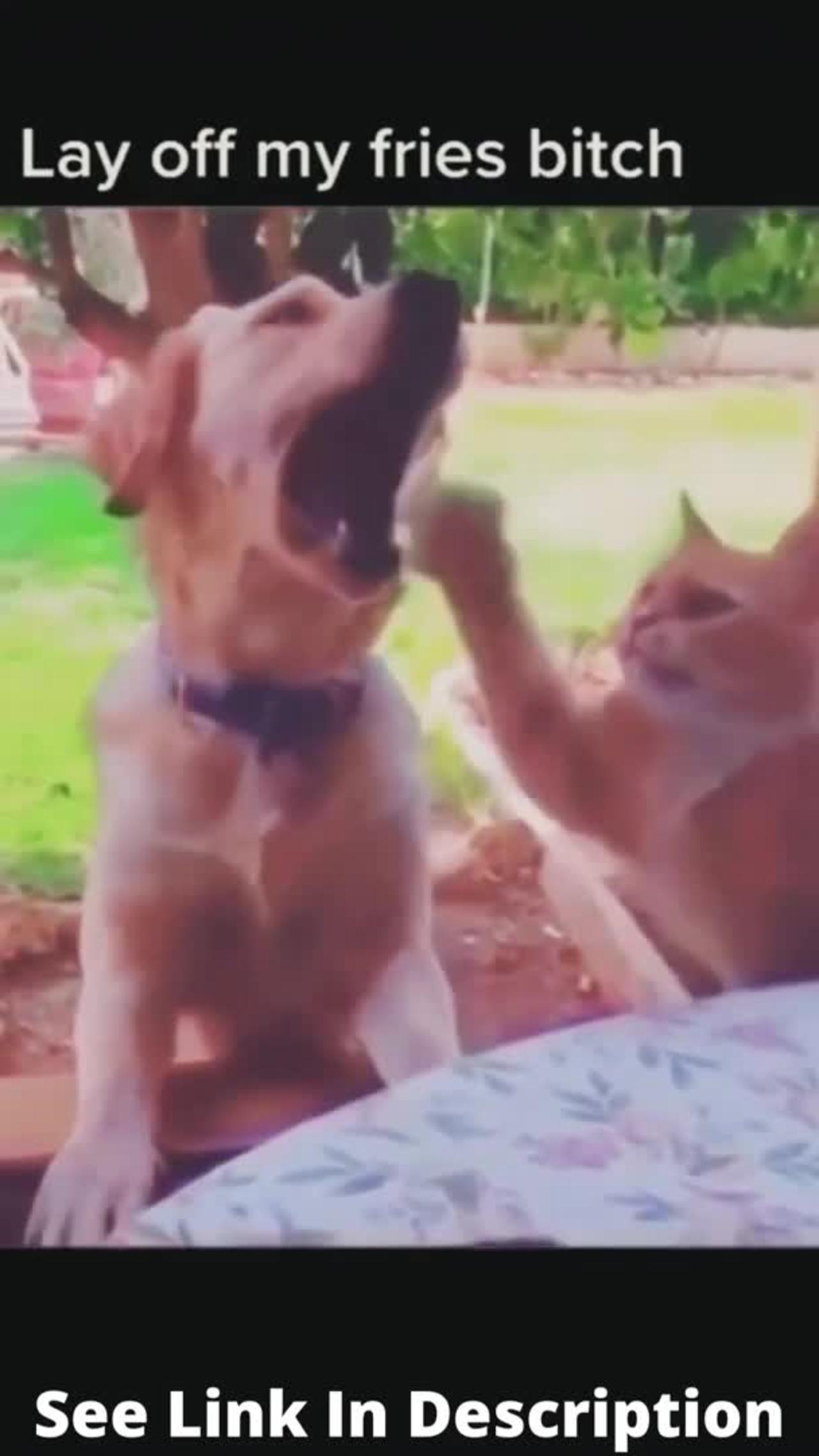 funny dog and cat Reaction 😂