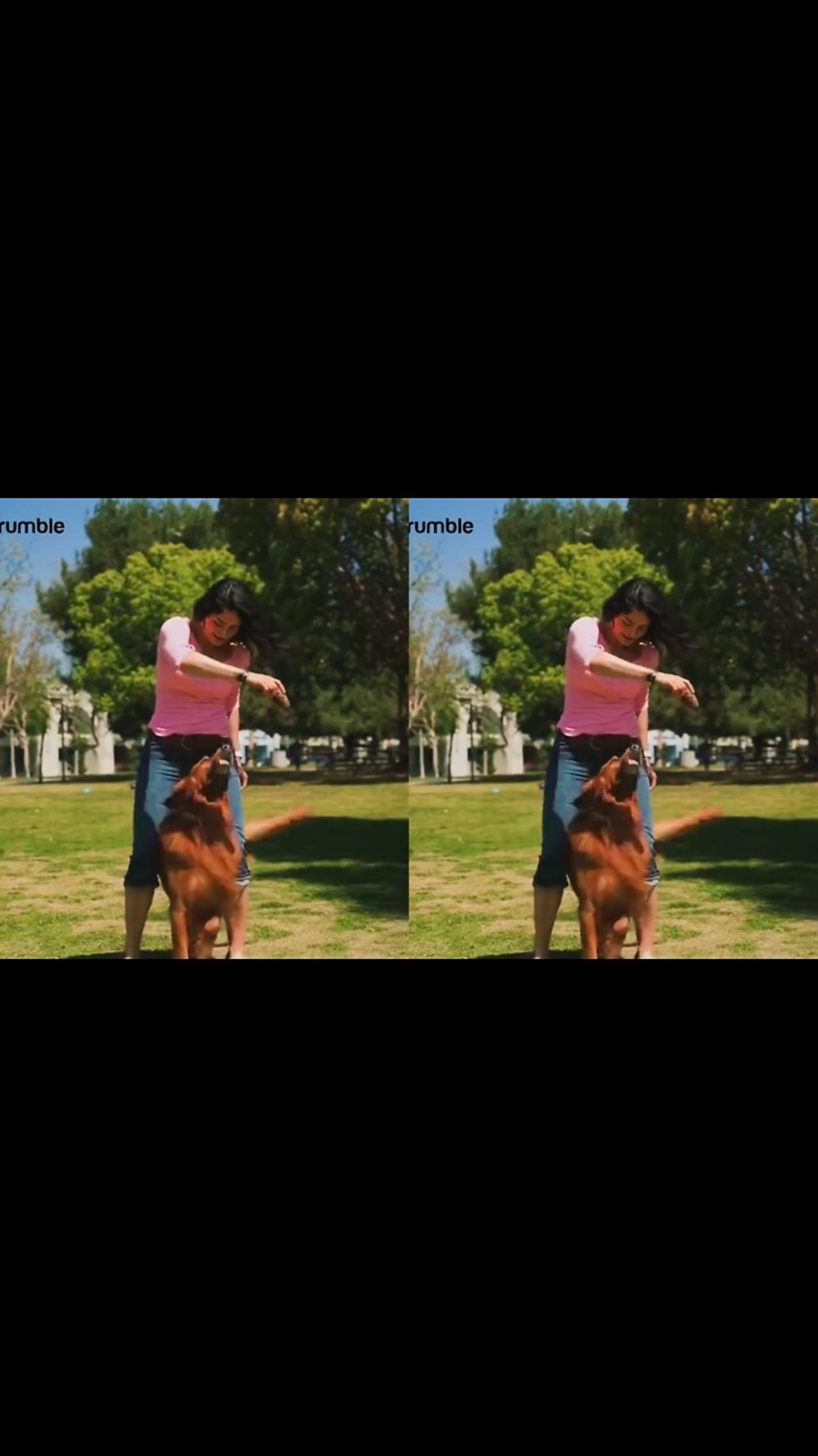 Basic Rules for Dog Training Cutepuppy