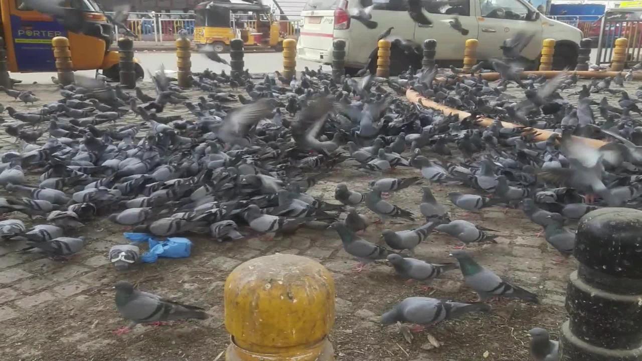 Pigeons Feeding Time Hyderabad Telangana India | Full HD