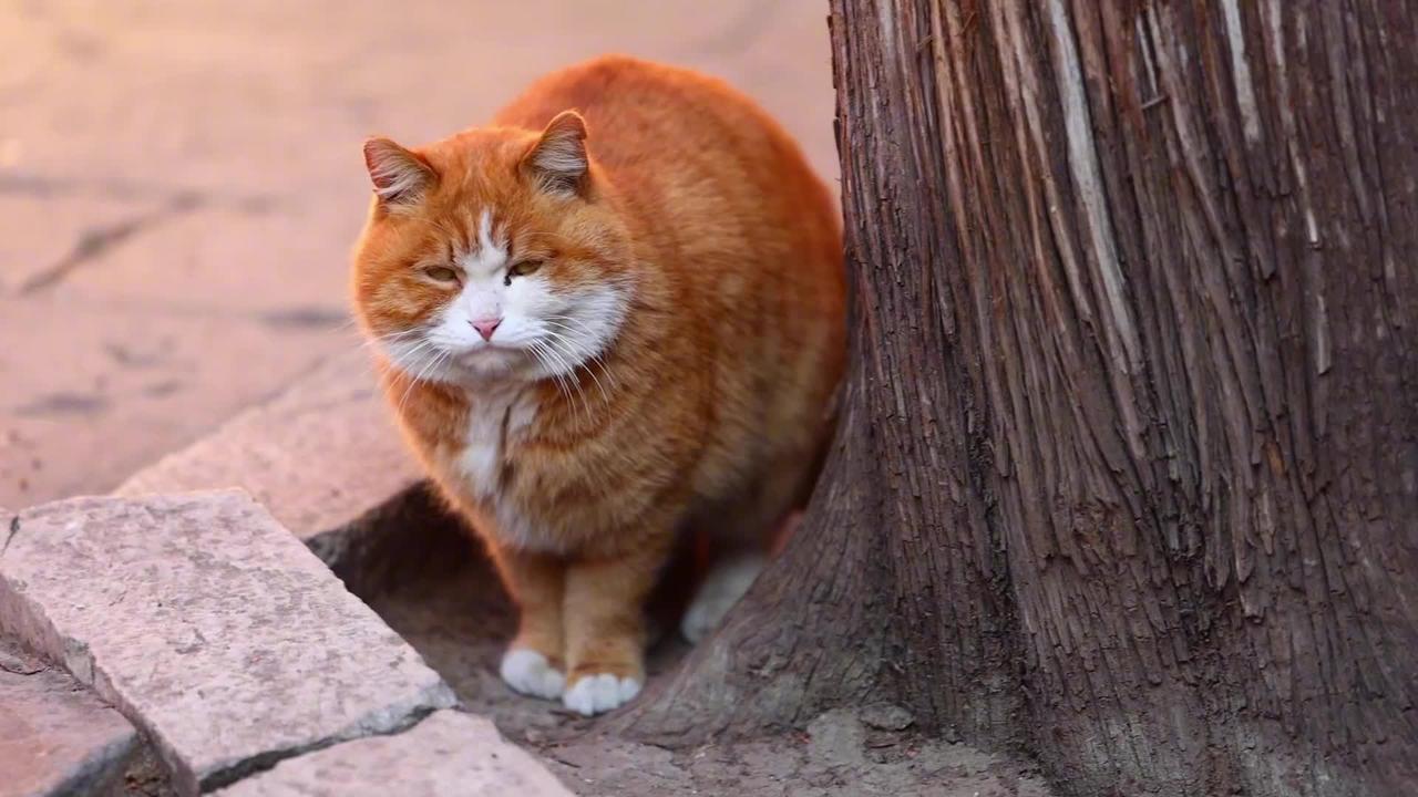 A big orange cat was hiding behind a tree