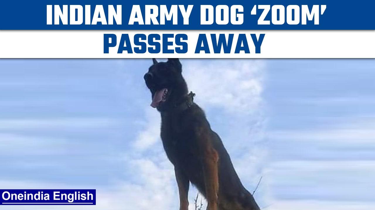Army dog Zoom passes away days after being critically injured during operation | Oneindia News *News
