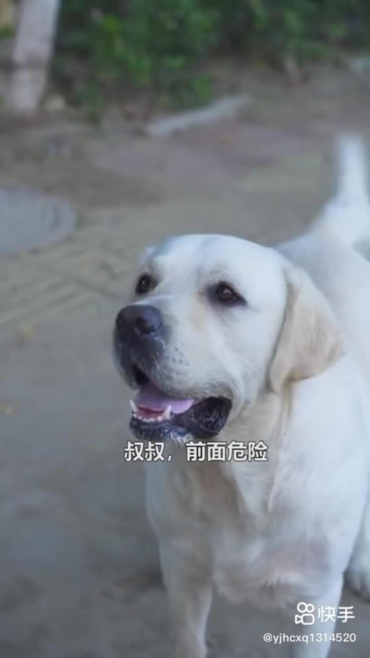 Dog save blind man life👍