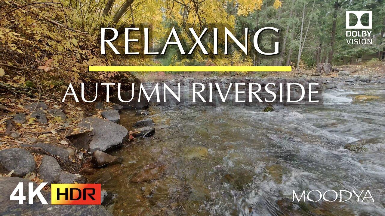 Nature Video - Autumn Riverside Leaves in HDR - Relieve Stress. Mood Enhancement