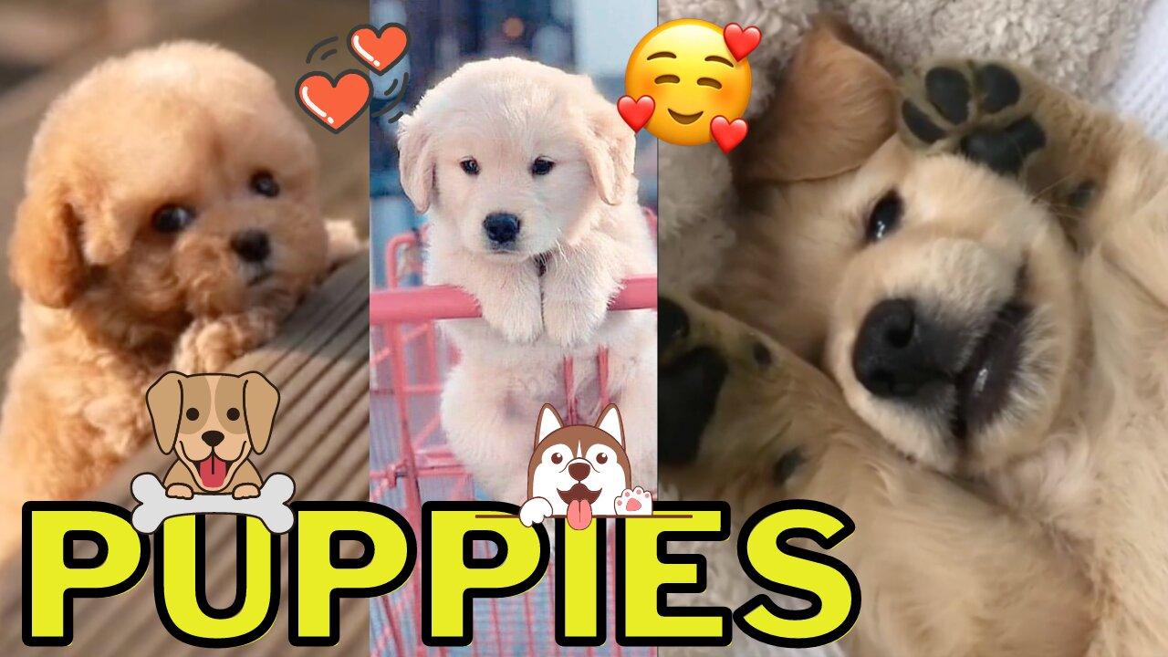 Cute Puppies Compilation Vol. 2 - Adorable Little Baby Doggies That Will Melt Your Heart