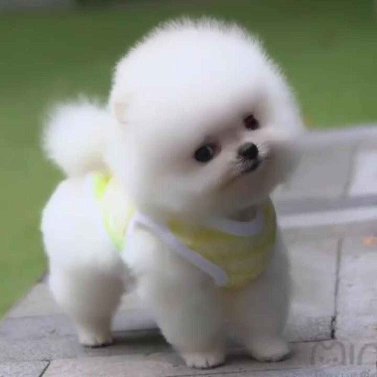 Cute baby 🐕 dog #shorts #rumbleviral