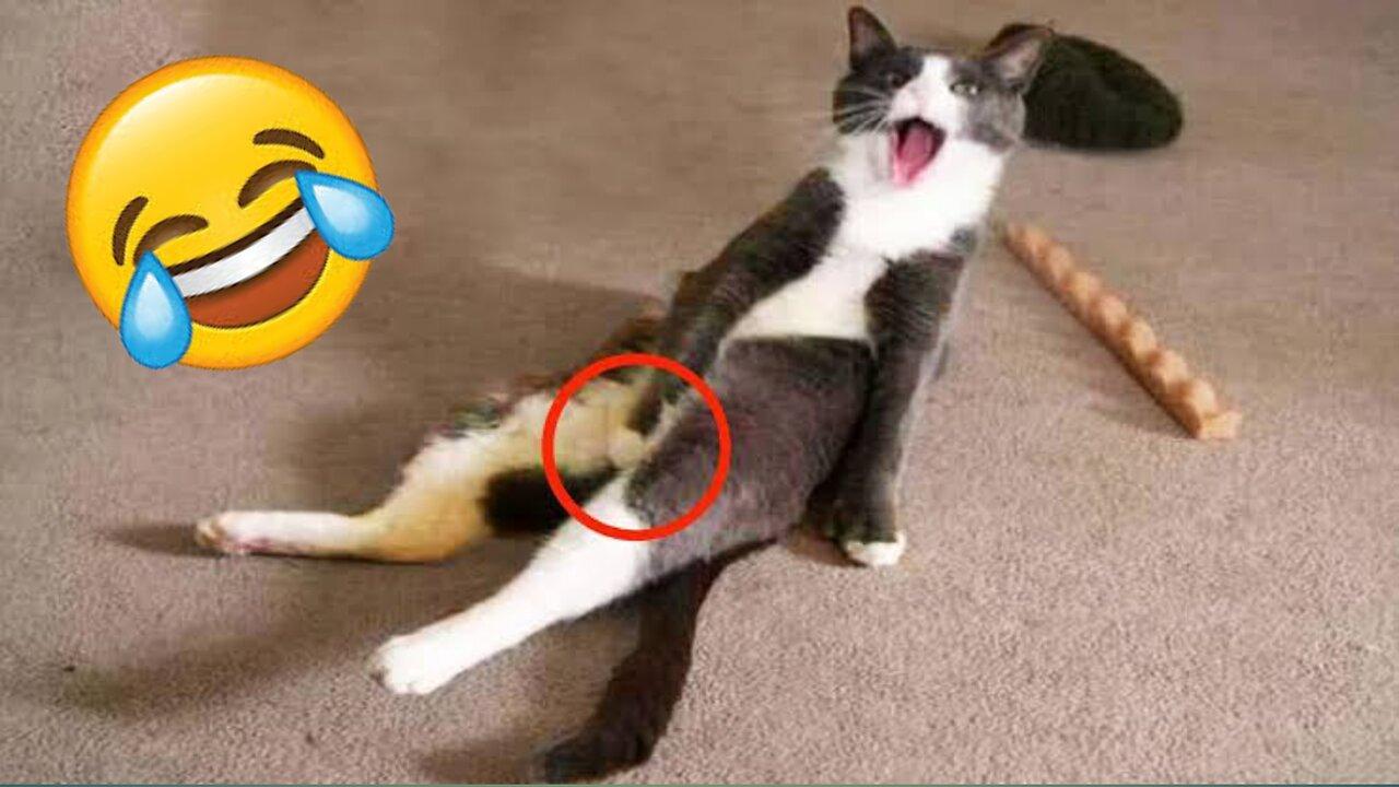 Cat funny 😂moments cought on camera part-2 #funnycats #funnyanimals