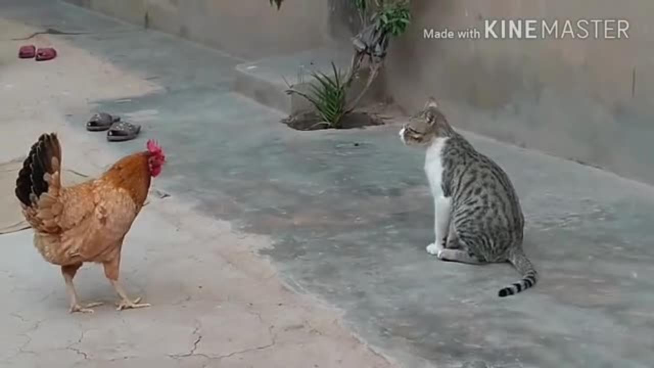 Chicken vs Dog & Cat Fights _ Funny Fight Video  🤔🐭🐽