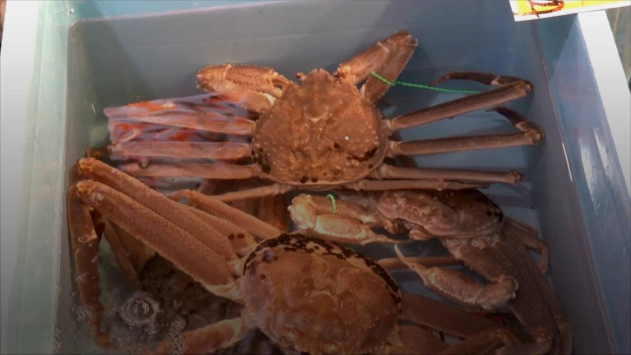 Billions of Snow Crabs Have Vanished From Alaskan Waters