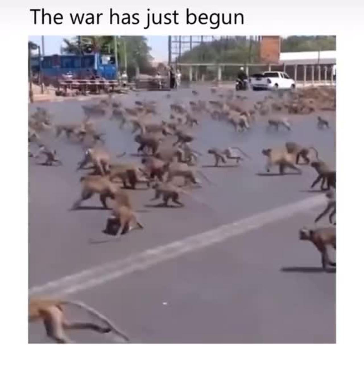 🐒 vs🐕 gang war, monkey vs dog gang war funny video 😂😆😆😆😆😆